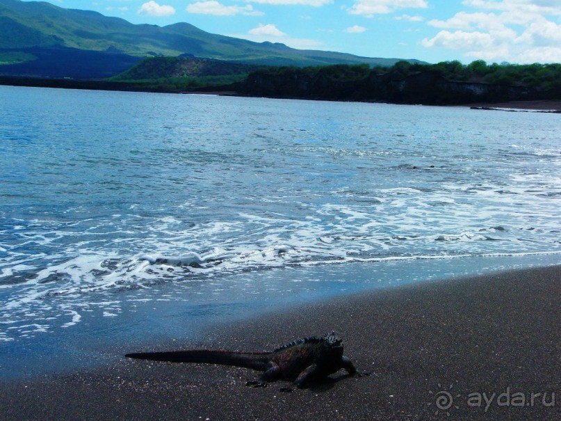 Галапагосские острова. Морская игуана.