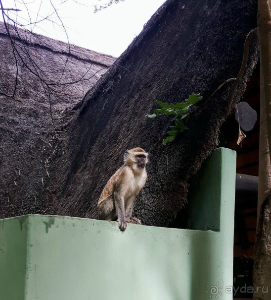 ЗАМБИЯ. АФРИКА.