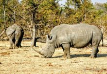 ЗАМБИЯ. АФРИКА.