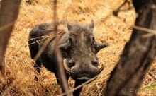 ЗАМБИЯ. АФРИКА.