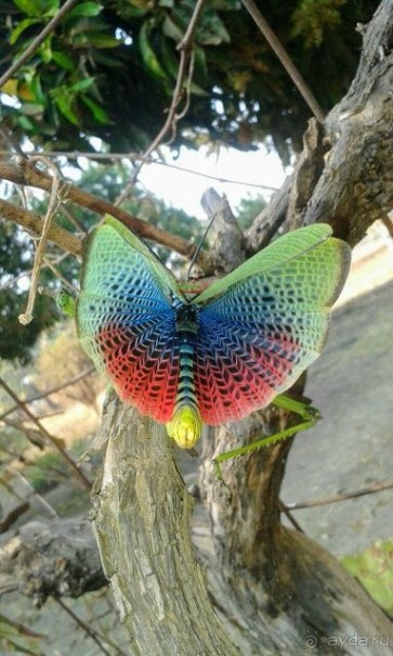 ЗАМБИЯ. АФРИКА.