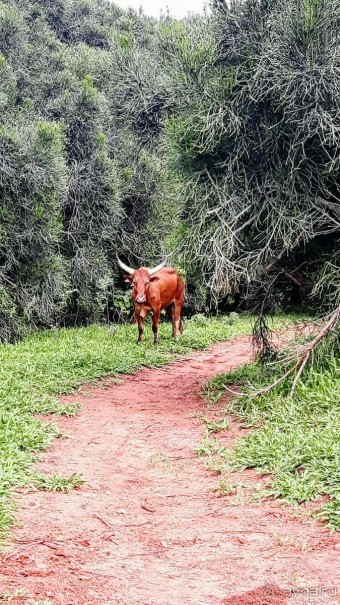 ЗАМБИЯ. АФРИКА.