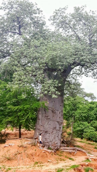 ЗАМБИЯ. АФРИКА.