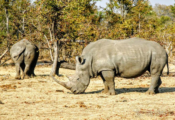 ЗАМБИЯ. АФРИКА.