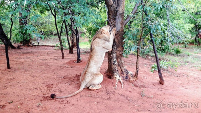 ЗАМБИЯ. АФРИКА.