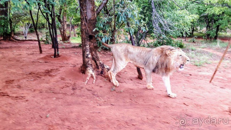 ЗАМБИЯ. АФРИКА.