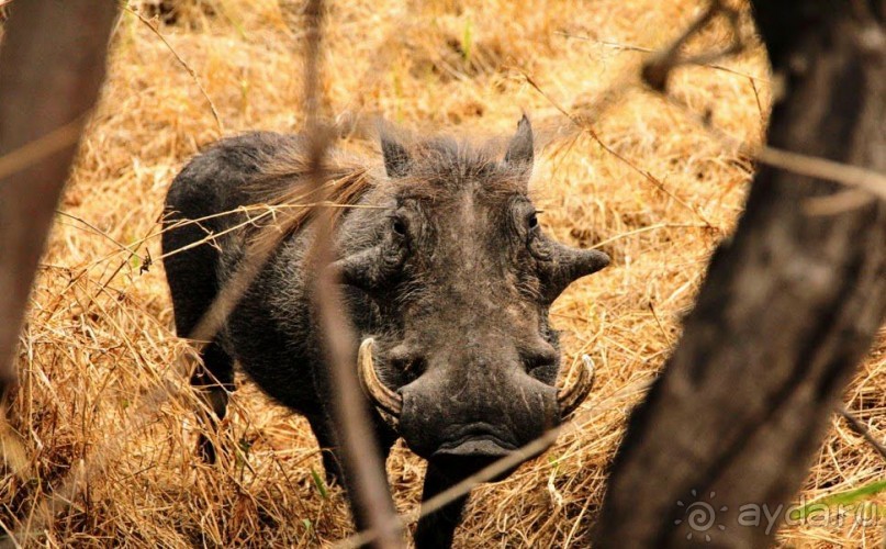 ЗАМБИЯ. АФРИКА.