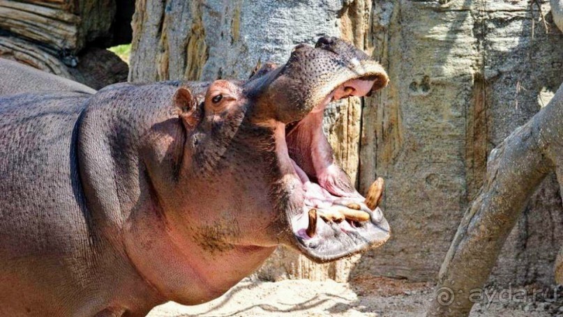 ЗАМБИЯ. АФРИКА.