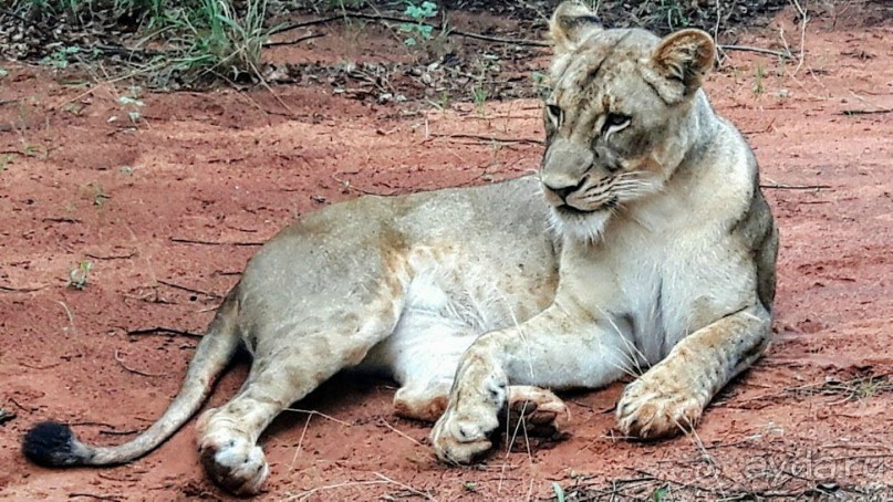 ЗАМБИЯ. АФРИКА.