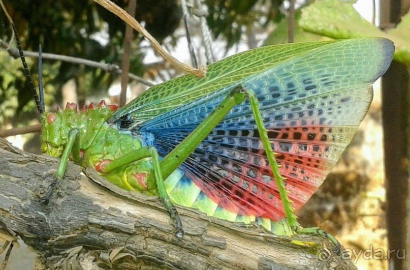 ЗАМБИЯ. АФРИКА.