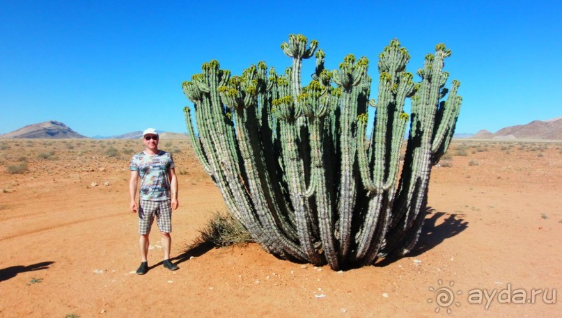 Намибия. Африка. Мир растений.