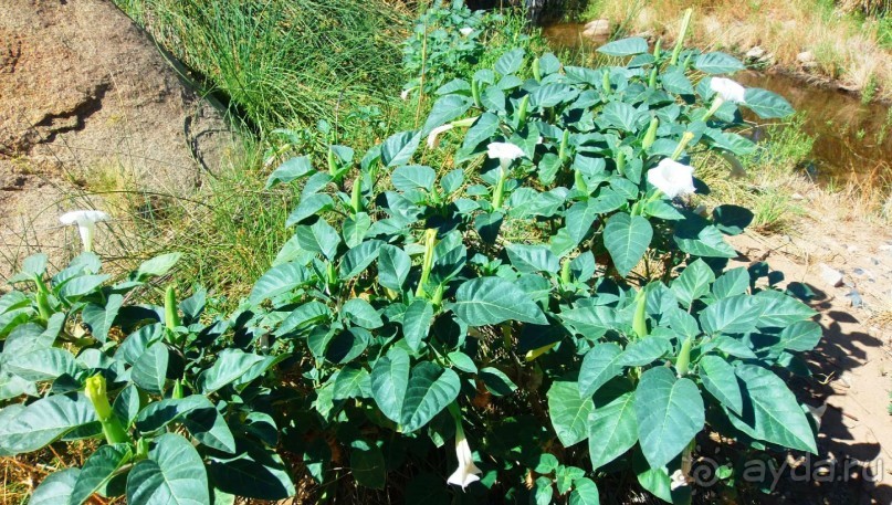 Намибия. Африка. Мир растений.