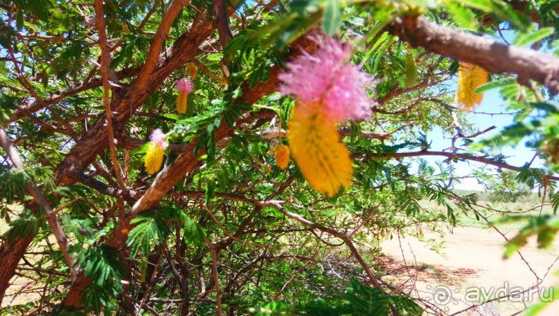 Намибия. Африка. Мир растений.