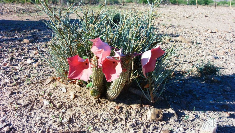 Намибия. Африка. Мир растений.