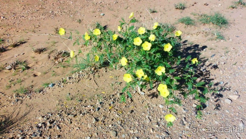 Намибия. Африка. Мир растений.