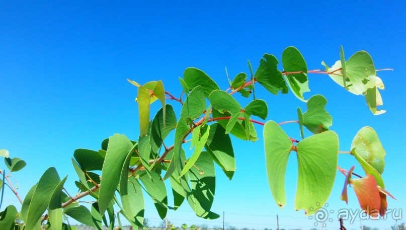 Намибия. Африка. Мир растений.