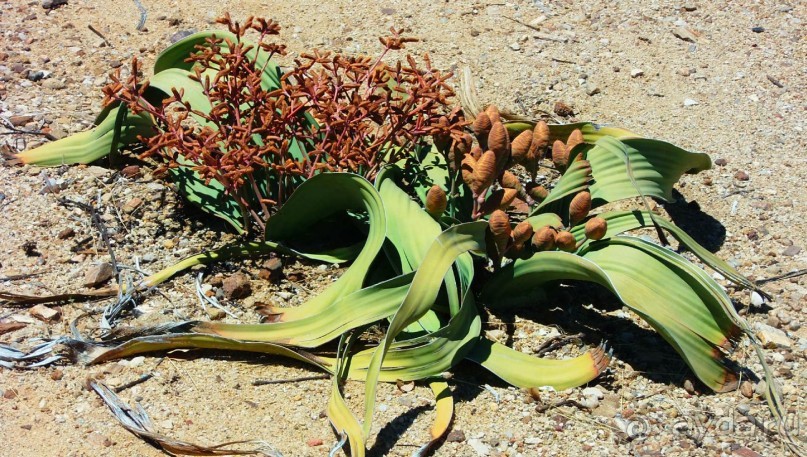 Намибия. Африка. Мир растений.