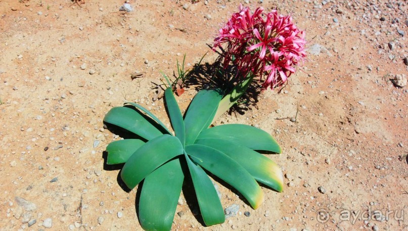 Намибия. Африка. 