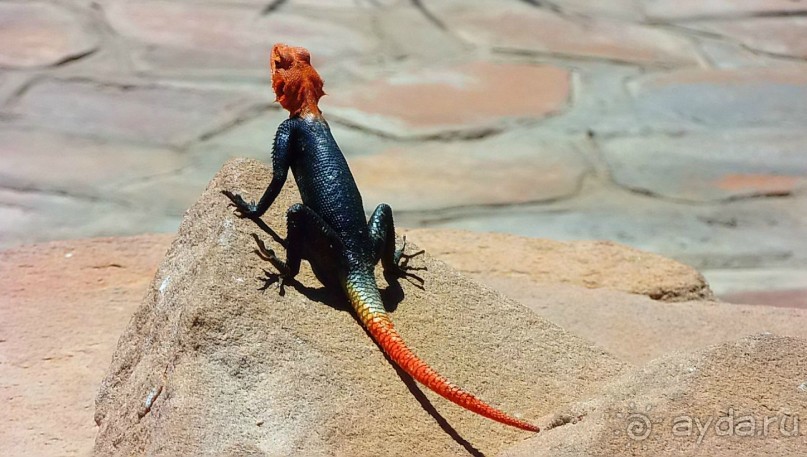 Намибия. Африка. 