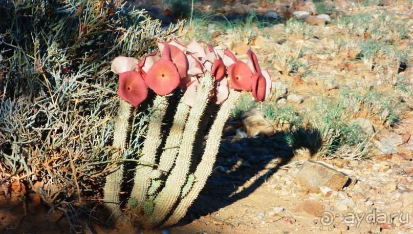 Намибия. Африка. 