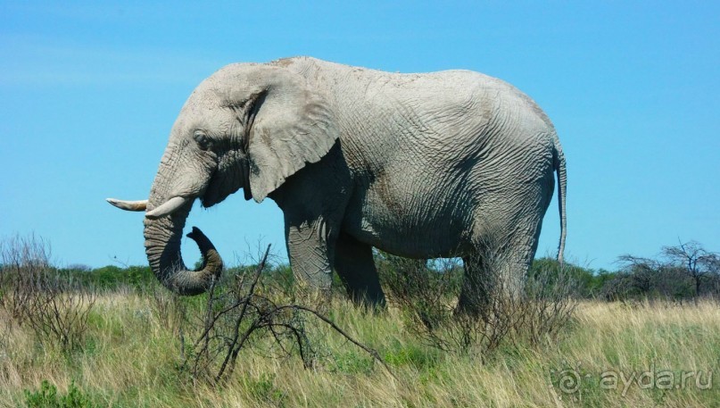 Намибия. Африка. 