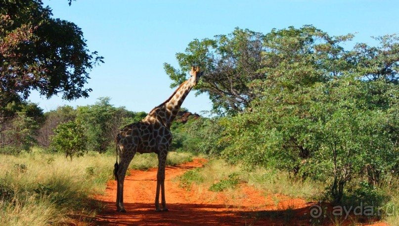 Намибия. Африка. Горное плато Уотерберг.