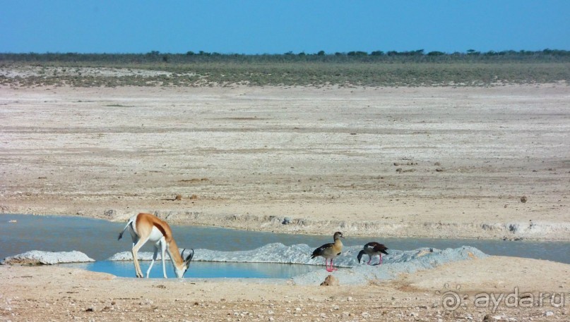 Альбом отзыва "Намибия. Африка. Пересыхающее солёное озеро."