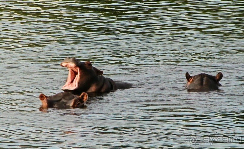 фото Водопада Виктории