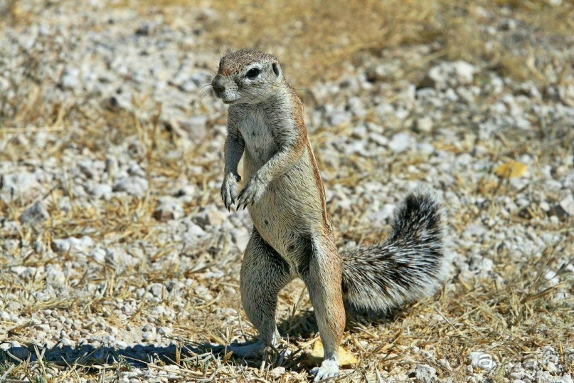 Намибия. Африка. Дикая деревня.