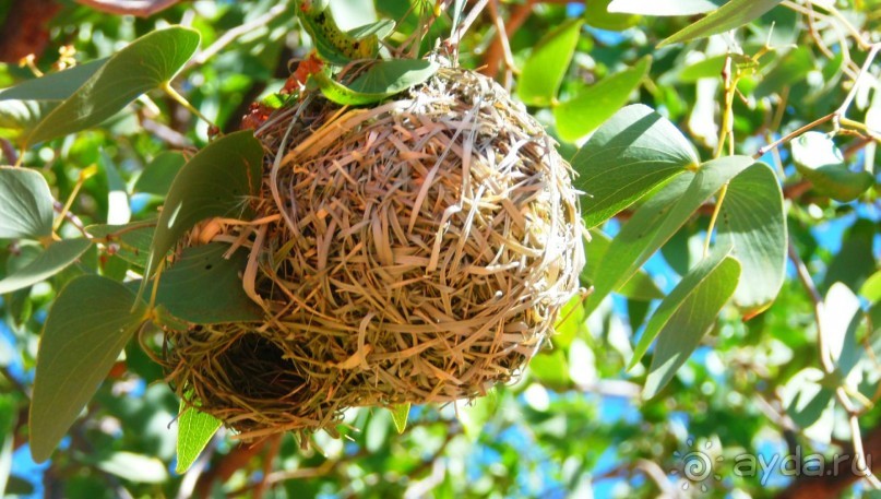 Намибия. Африка. Ткачики.