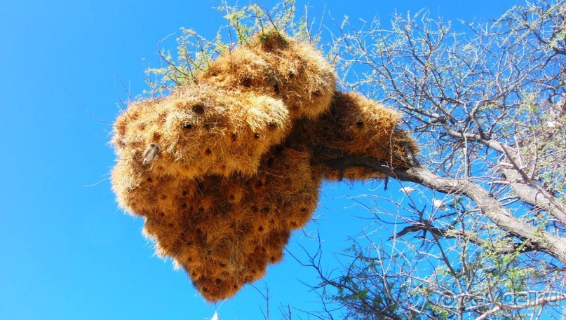 Намибия. Африка. Ткачики.