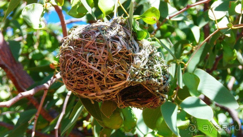 Намибия. Африка. Ткачики.