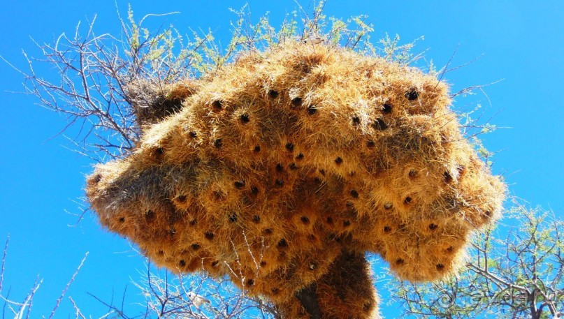 Намибия. Африка. Ткачики.