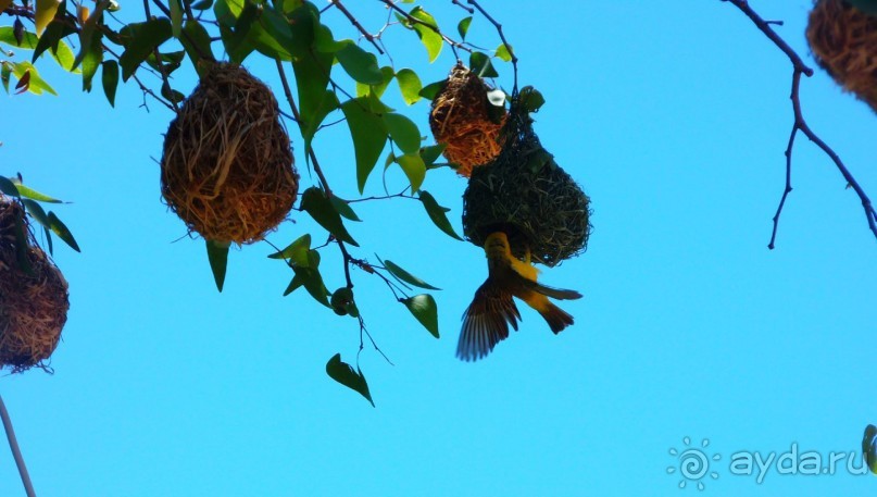 Намибия. Африка. Ткачики.