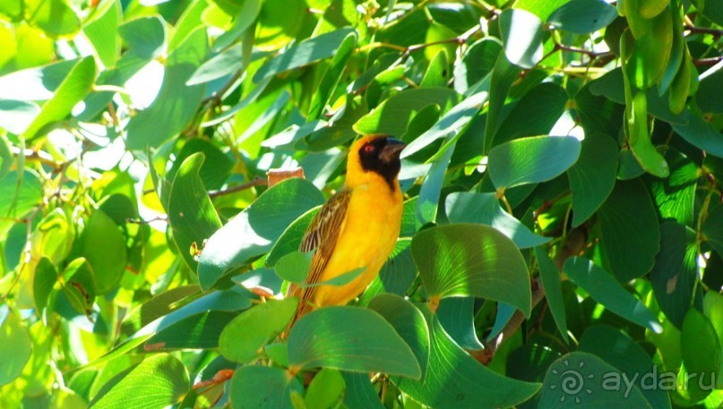 Намибия. Африка. Ткачики.