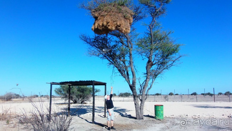 Намибия. Африка. Ткачики.