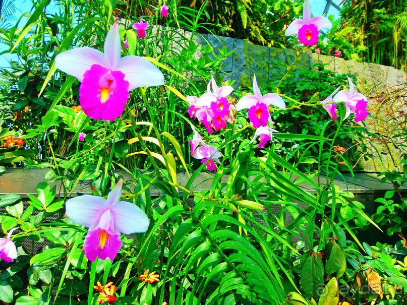 Красочный Сингапур!