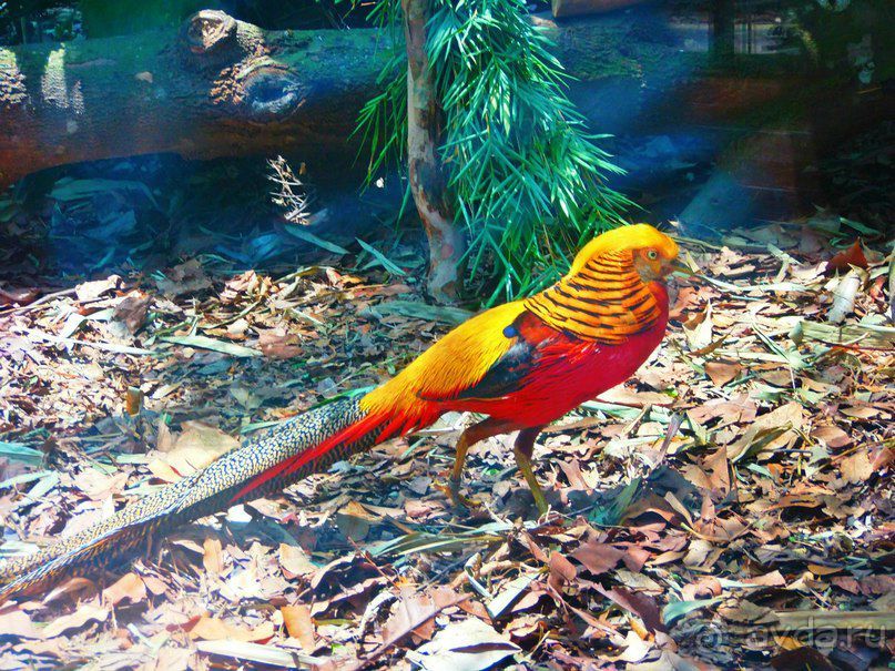 Красочный Сингапур!