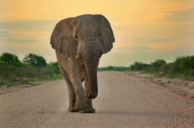 Намибия. Африка.