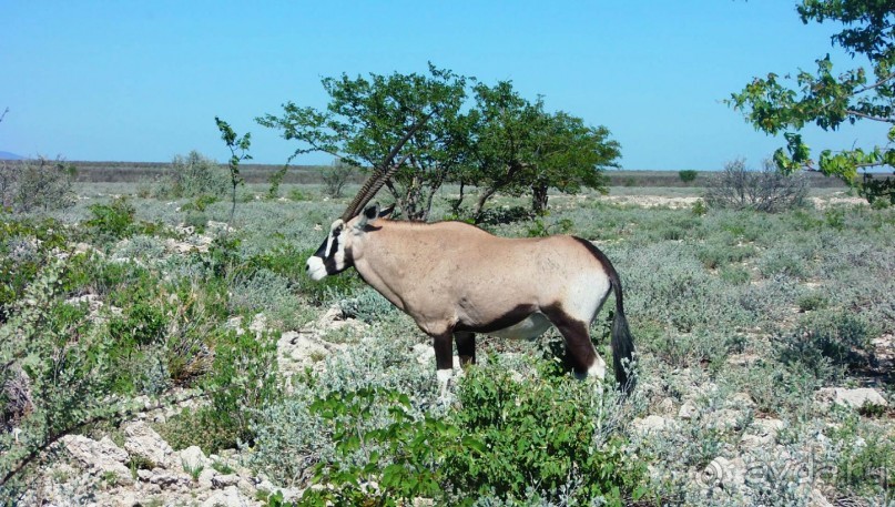 Намибия. Африка.