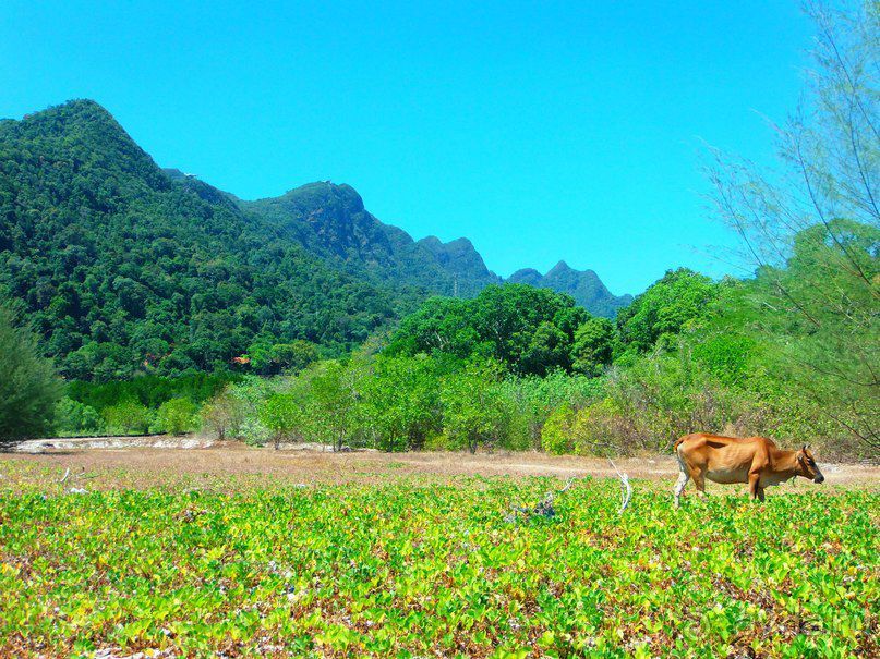 Малайзия. Остров Лангкави.