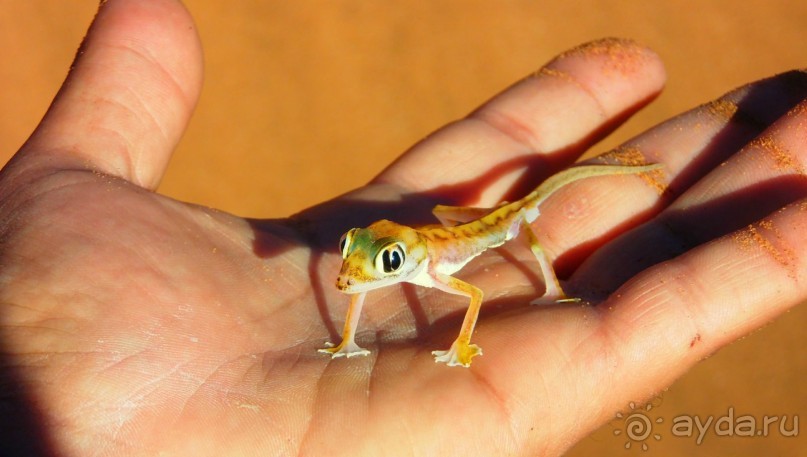 фото Соссусвлея