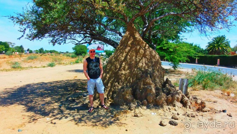 Намибия. Африка. Гиганские термитники.