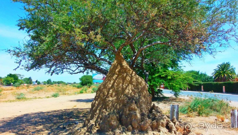 Намибия. Африка. Гиганские термитники.