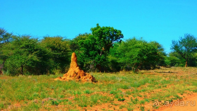Намибия. Африка. Гиганские термитники.