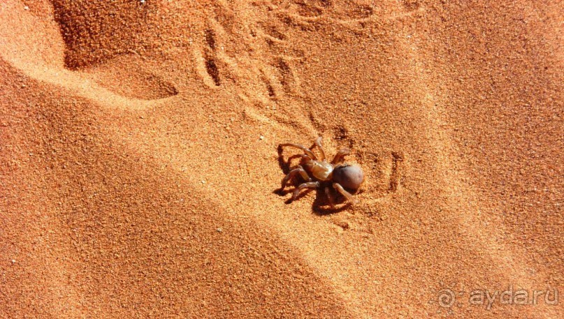 Альбом отзыва "Намибия. Африка. Долина смерти."