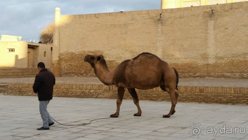 В Узбекистан с экскурсией