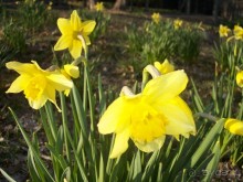 Нарциссовое поле