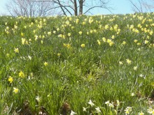 Альбом отзыва "Нарциссовое поле"
