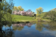 Нарциссовое поле